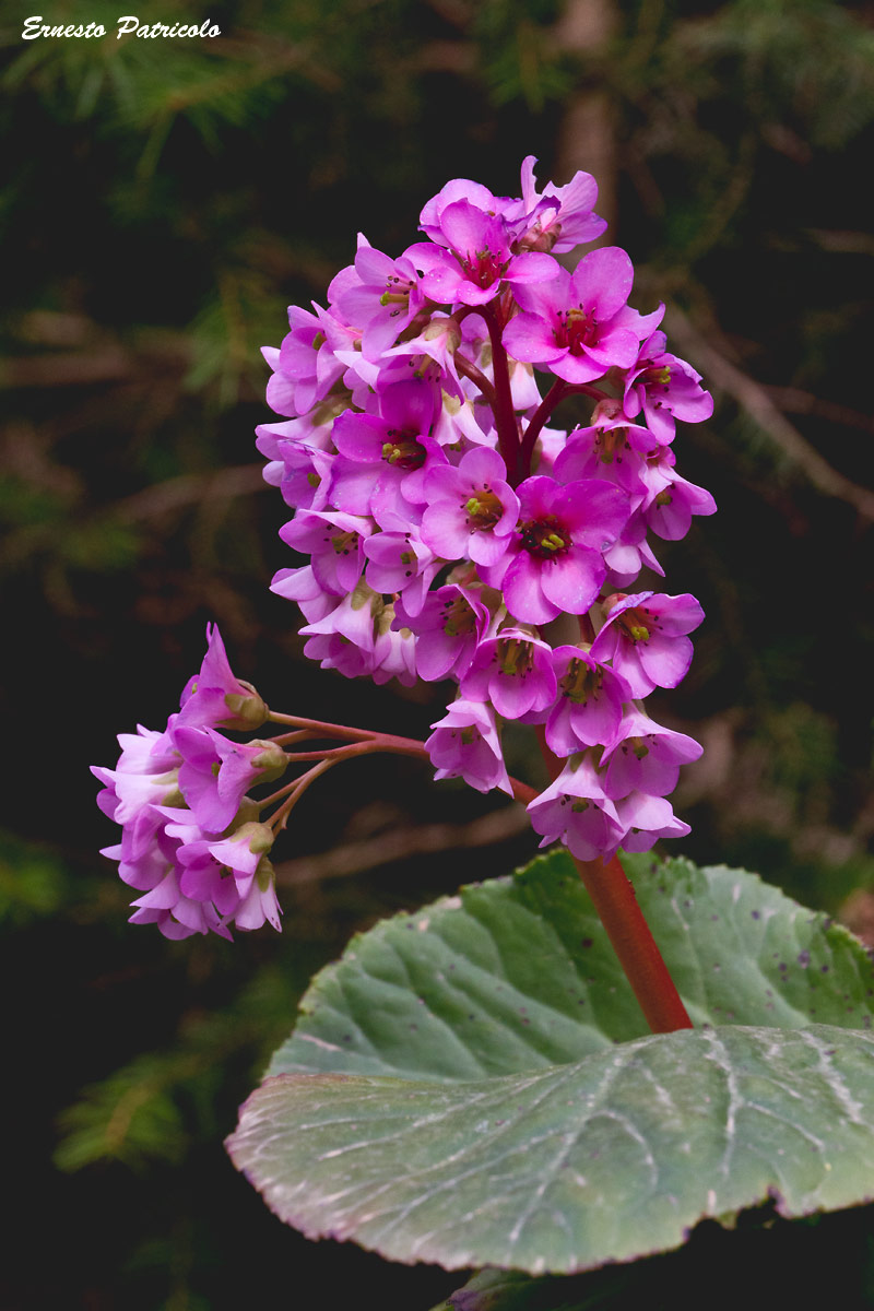 Bergenia crassifolia / Bergenia a foglie carnose